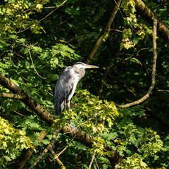 Grey heron, Ardea cinerea, sitting on a branch in a tree and looking around