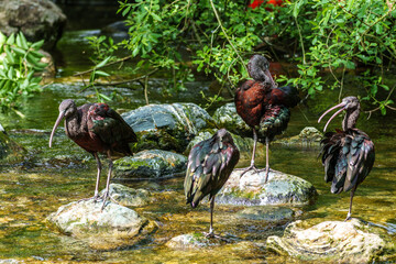 Glossy ibis, Plegadis falcinellus in a german nature park