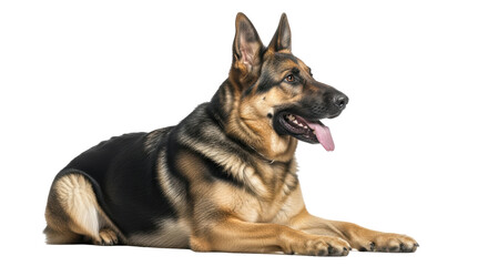 Isolated German Shepherd