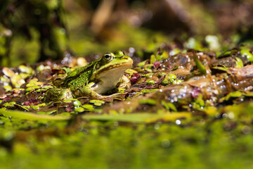 Edible frog in a pond lying on reed leaves. The frog is above the surface of the water and can be seen whole. The species of frog is Pelophylax esculentus, formerly Rana esculenta. 
