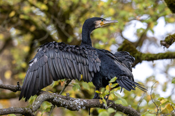 The great cormorant, Phalacrocorax carbo sitting on a branch