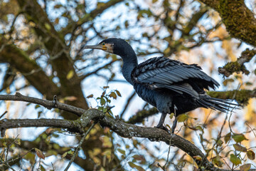 The great cormorant, Phalacrocorax carbo sitting on a branch