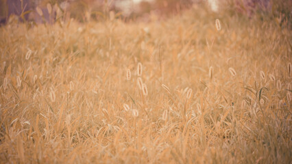 Golden Grass Shimmers in the Sunset