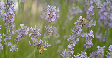 A honey bees are sitting on a lavender flowers and collect nectar and pollen to bring back to their...