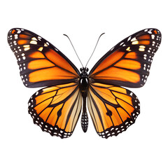 Fototapeta premium Monarch Butterfly Vibrant Wings, Nature's Beauty
