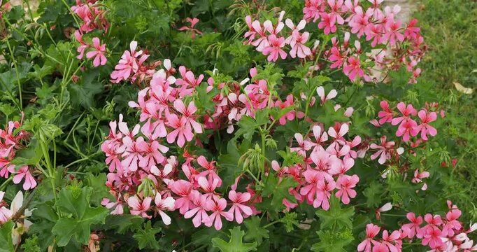 (Pelargonium peltatum) Ivy-leaved pelargonium or Cascading geranium with umbels of pinkish-mauve and whitish petals spade-shaped on hairy stalks above lobed leaves
