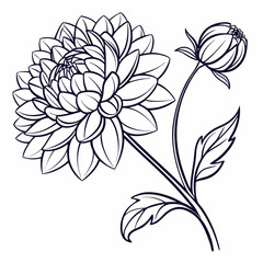 vector illustration of a  dahlia