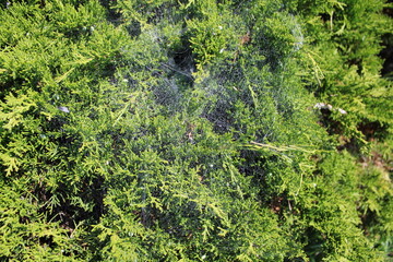 Close-up of a delicate spider web intricately woven among green plant branches in a serene park environment.