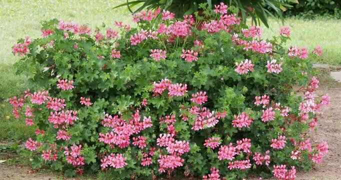 Pink simple flowers of Ivy-leaved pelargonium or Cascading geranium (Pelargonium peltatum) as ornamental scrambling decorative plant  in gardens and containers

