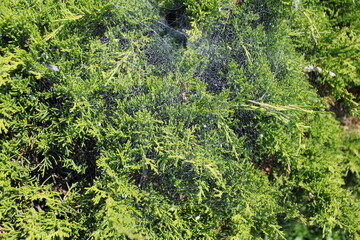 A delicate spider web woven intricately among the branches of a vibrant green bush in a park...
