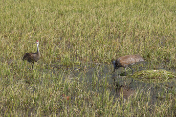 Pair of Sandhill Cranes at a Nest in a Pond in Wyoming in Springtime