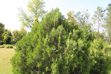 A vibrant close-up of a large green bush, showcasing its lush foliage and natural beauty.