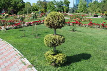 A picturesque park scene featuring a small tree surrounded by a variety of blooming flowers.
