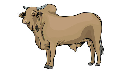 superior bull with separate white background