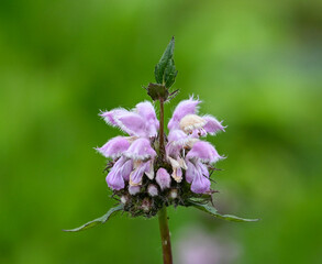 Beautiful close-up of phlomis tuberosa