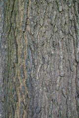 Beautiful close-up of the bark of quercus shumardii