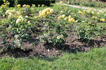 Beautiful yellow roses flourishing in a garden, showcasing vibrant petals and lush greenery.