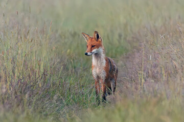 Red fox