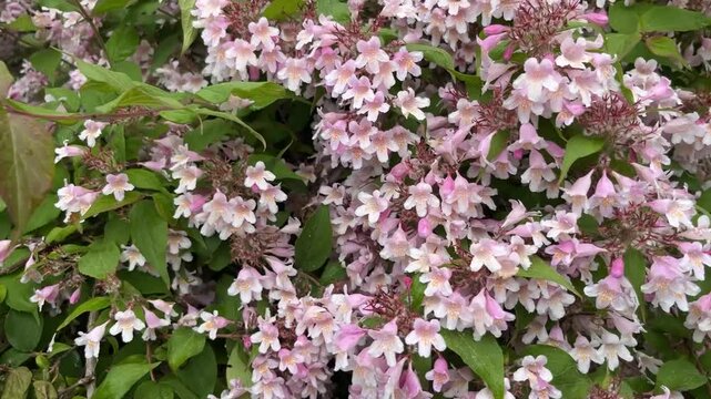 In summer, the weigela bush blooms with bright pink flowers in Belarus.