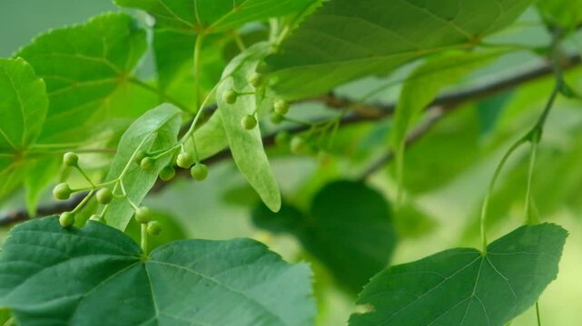 Linden Tree Fruits Ripe Nuts on a Branch Tree Slow Motion