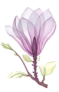 Branch of magnolia with blossoms. Transparent flowers. Magnolia flowers, spring blooming. Watercolor illustration. Set isolated on transparent background. PNG. Collection.