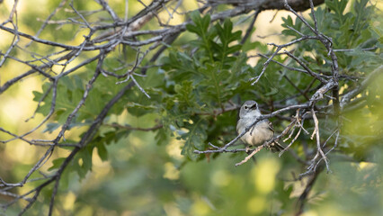 A Plumbeous Vireo perches in a shady spot on a small oak tree in the mountains of Southern Utah USA and sings its song as the dappled forest light makes patterns of yellow and green in the background.