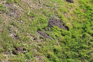 A vibrant grassy field featuring a distinct patch of exposed dirt in the center, showcasing natural contrast.