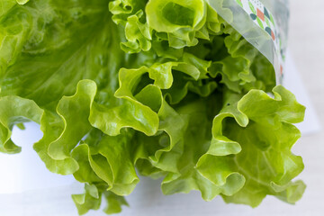 Fresh lettuce leaves on white background. Food