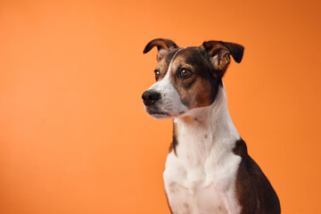 A mixed-breed dog sits and looks off to the side against an orange background, displaying a calm...