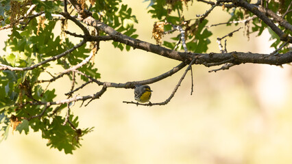 A Grace's Warbler perches on a twig framed by the oak branch shading it from above it with sunlit foliage providing a warm colored out of focus background in the mountains of Southern Utah USA. 