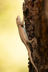 A Western Fence Lizard clings to the rough bark on the side of a pine tree in a forest in the mountains of Southern Utah USA. A pale blue stripe on its belly and the background is a soft yellow-green.