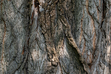 tree bark texture background