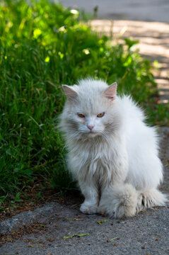 Sad white stray cat sitting on the street