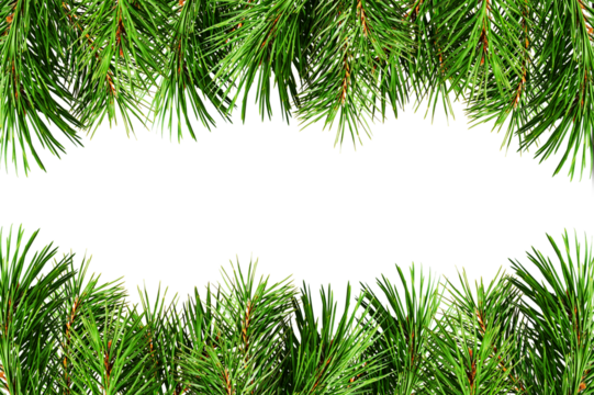 Green pine twigs for Christmas borders isolated on white or transparent background. Holiday frame.