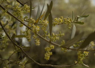 Frühling auf Mallorca, Olivenblüte