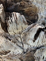 Dry and cut palm branches. Abstract textured background of dry cut palm tree