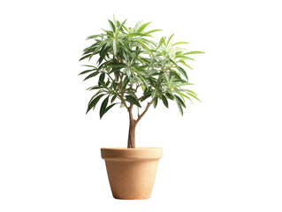 Obraz premium Lush Green Indoor Plant in Terracotta Pot Perfect for Home Decor