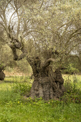 Frühling auf Mallorca, alter Olivenbaum