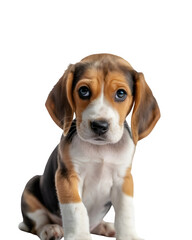 Beagle puppy with a sad expression in PNG format and transparent background — perfect for emotional pet designs, puppy-themed content, and digital artwork.

