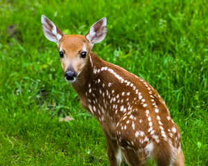 close-up of a beautiful deer fawn isolated against a grass background. seasonal design element.