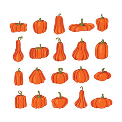 autumn pumpkin Collection of colored beautiful . Cartoon pumpkins, halloween squash, fall harvest gourds. Thanksgiving. Pumpkins. Autumn thanksgiving and halloween pumpkins collection. Vector illustra