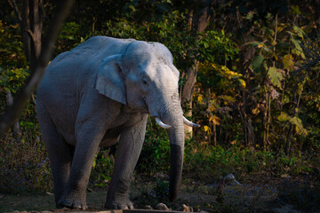Majestic tusker stands in golden light at Corbett National Park. Asian elephant in natural habitat, powerful and calm, forest wildlife moment captured in the wilds of India.