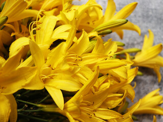 Beautiful yellow flowers daylilies  on gray background 