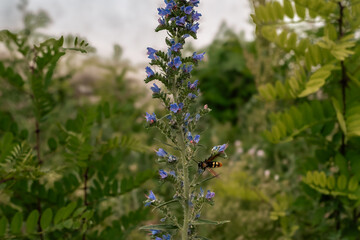 Echium Vulgare (Viper’s Bugloss) with Insect – Close-Up of Wild Pollination