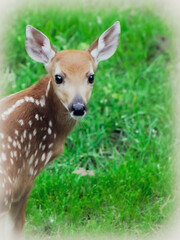 close-up of a beautiful deer fawn portrait illustration isolated on a green grass backdrop with white vignette