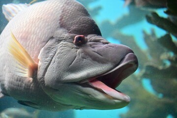 Humphead wrasse fish with it's distinctive features