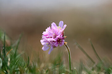 purple flowers in the meadow