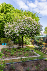 Beautiful home garden during spring with blooming Rambling rose Paul's Himalayan musk covering an old fruit tree with thousends of little pink rose flowers