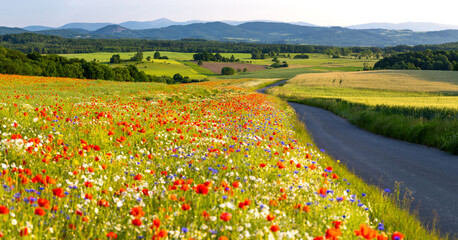 poppy meadow in Kaczawskie mountains in Lower Silesia in Poland