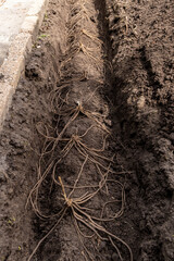Asparagus roots planted on little mound of soil in the vegetable garden